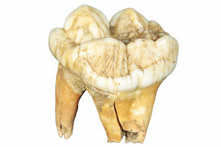 Rooted Fossil Cave Bear (Ursus) Tooth - L'Herm, France #293179